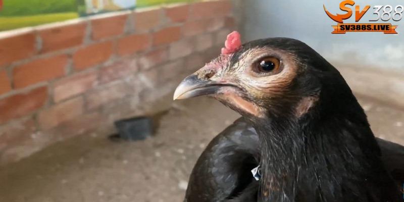 Phác đồ điều trị chữa gà bị sưng phù đầu tốt nhất