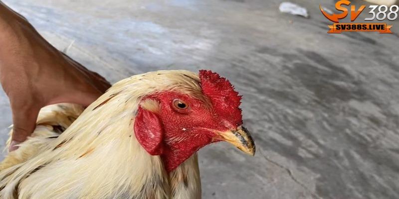 Cách ly nhanh chóng những con gà bị bệnh sưng phù đầu