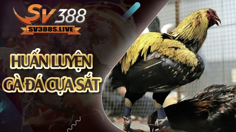 Huấn luyện gà đá cựa sắt