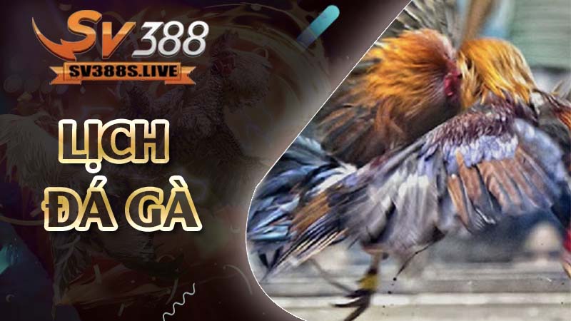 lịch đá gà