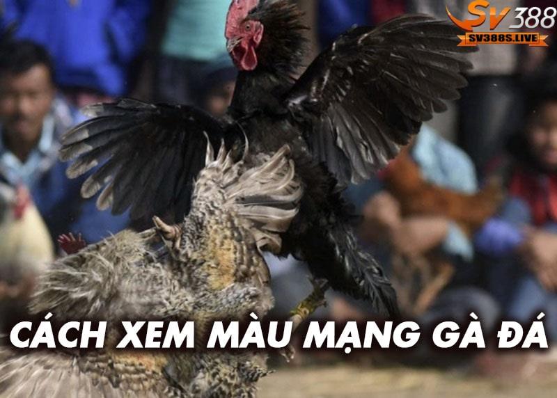 Hướng dẫn cách xem màu mạng gà đá