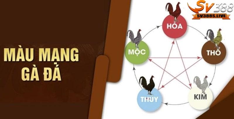 Xem màu mạng gà đá giúp sư kê biết cách nâng cao chiến thắng hiệu quả