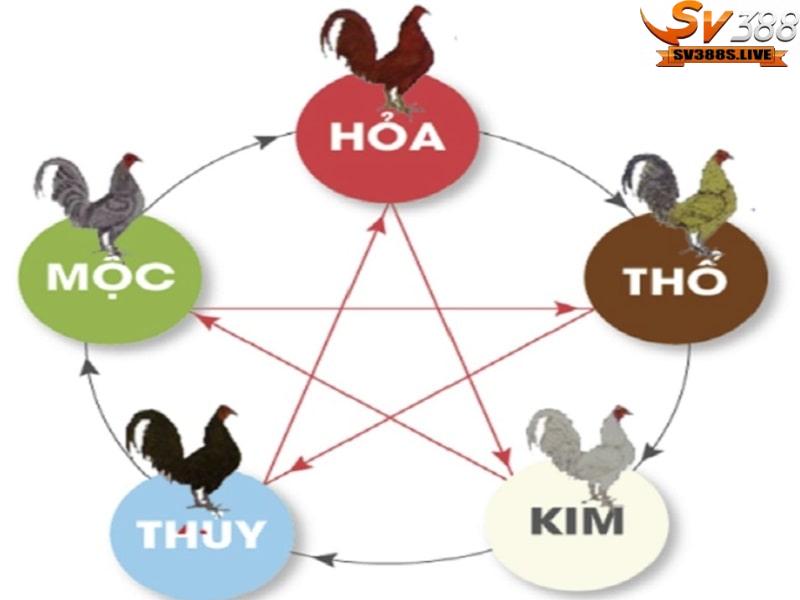 Lưu ý quan trọng trong việc xem màu mạng gà đá mà sư kê cần biết