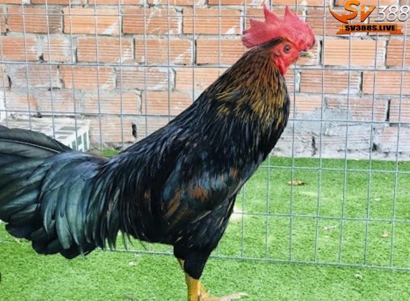 Gà chọi đá mang màu đen hoặc xanh thường thuộc mệnh Thủy