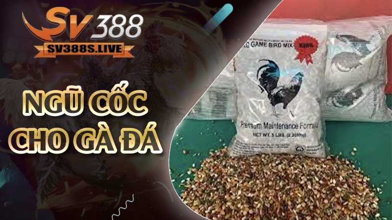 ngũ cốc cho gà đá