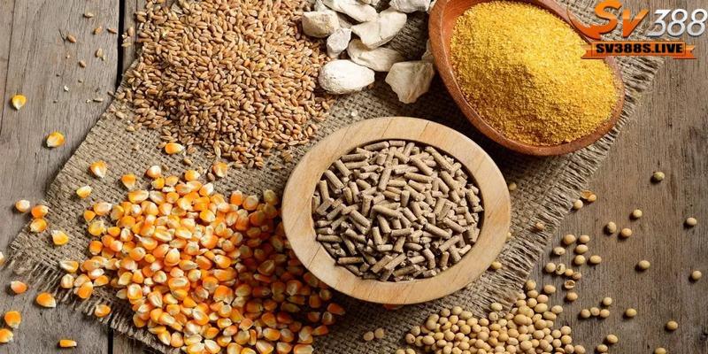 Công thức trộn ngũ cốc cho gà để tăng sức chiến đấu