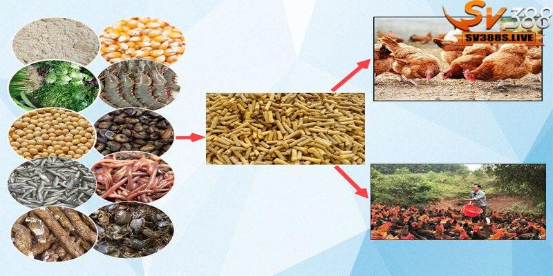 Lưu ý cần ghi nhớ khi trộn ngũ cốc cho gà ăn để có hiệu quả