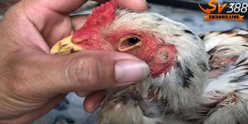 Những loại bệnh khiến gà bị mù mắt sẽ ảnh hưởng đến trận thi đấu sau này