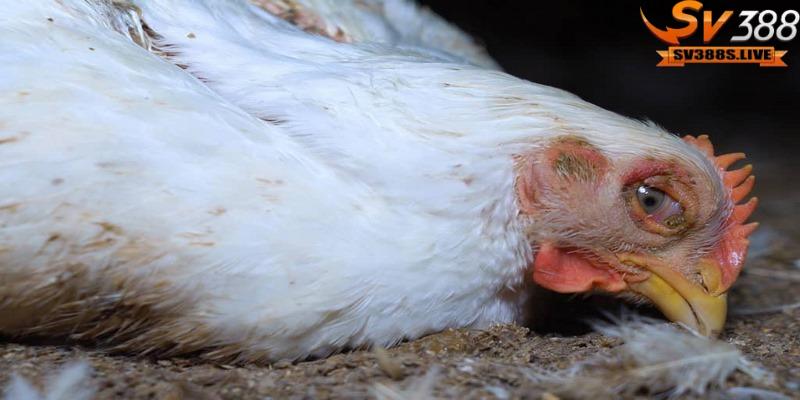Khâu chọn giống gà là một trong những cách để giúp chú gà không bị bệnh