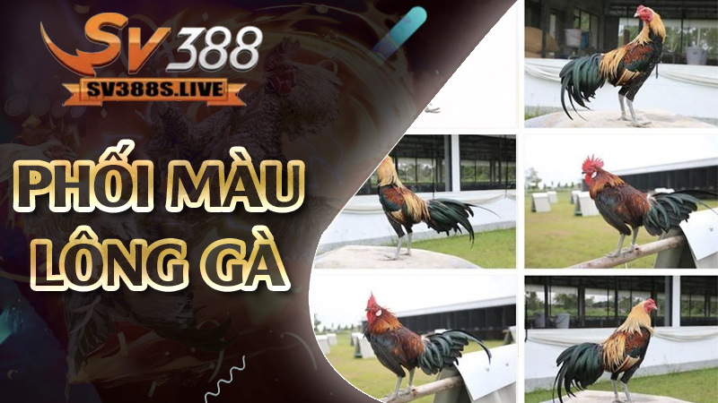 phối màu lông gà
