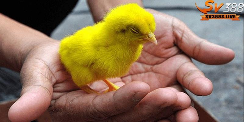 Phối màu lông gà là cách lai tạo giữa hai màu lông của gà bố và mẹ