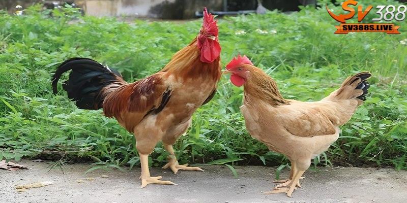Sự phù hợp với màu lông gốc của chiến kê