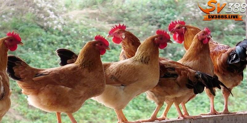 Chọn giống trống mái từ các giống có nguồn gốc gen ổn định