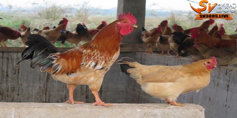 Tìm hiểu cách phối màu lông gà chuẩn xác