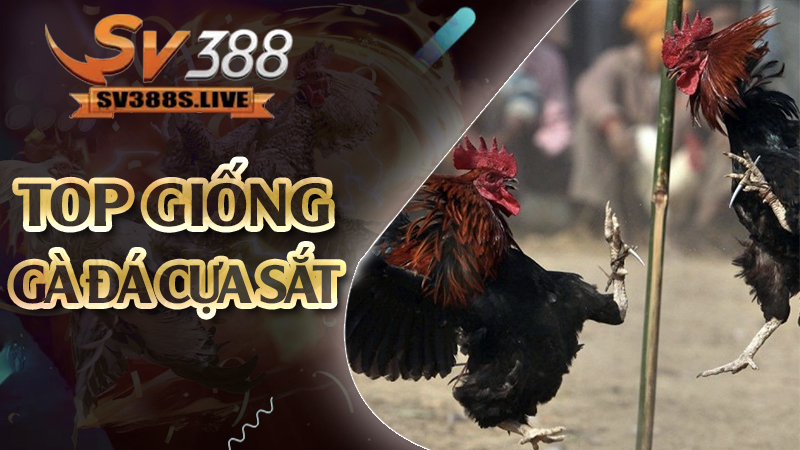 Top giống gà đá cựa sắt