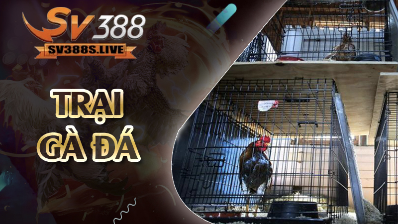 trại gà đá