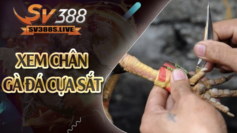 Xem chân gà đá cựa sắt