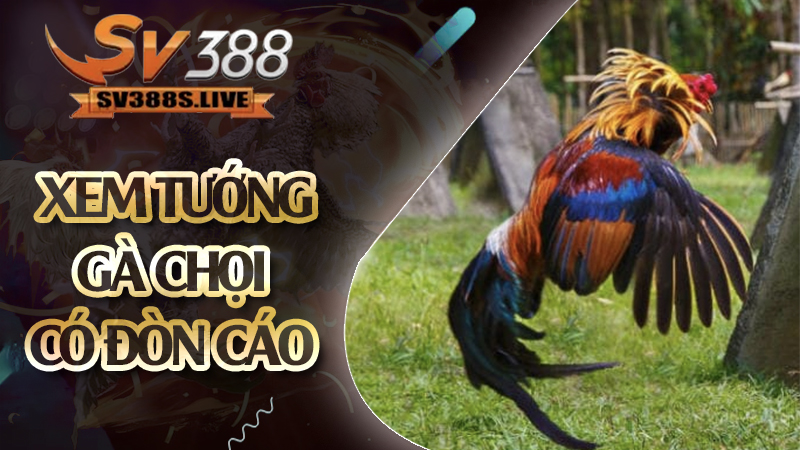 Xem tướng gà chọi có đòn cáo