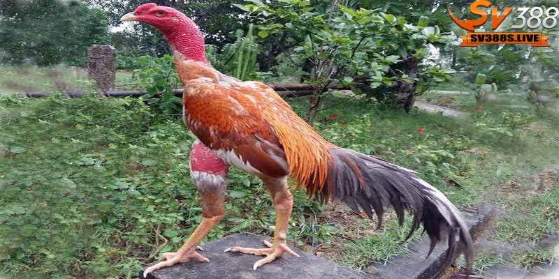 Gà đá hầu là một dòng gà chọi có lối đánh tập trung vào phần hầu của đối thủ