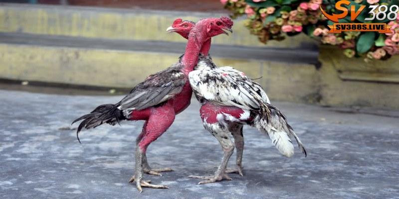 Gà có chiến kê đùi khép và chân có vảy nhỏ thường có lối đá trực tiếp vào đối thủ