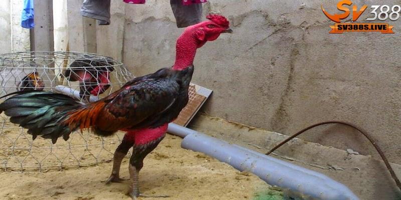 Kiểm tra ghim gà cũng là một phương pháp xem tướng gà có đòn cáo