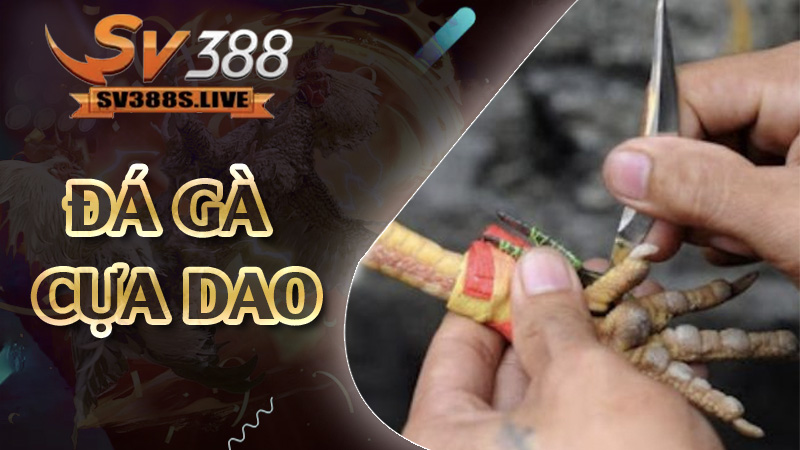 đá gà cựa dao