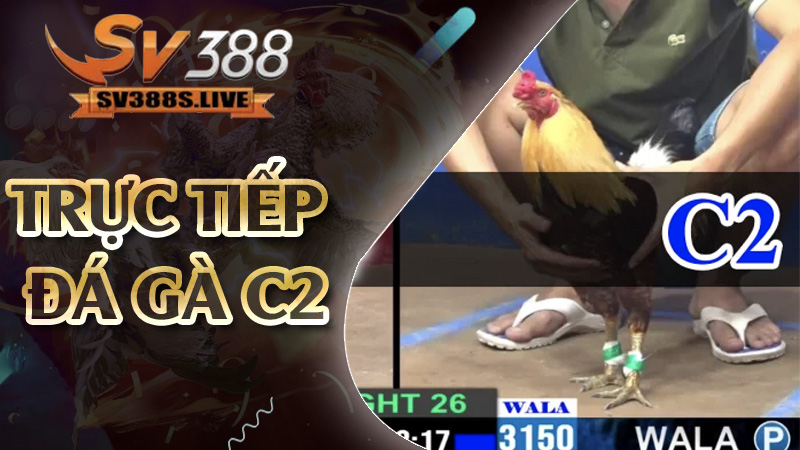 trực tiếp đá gà C2