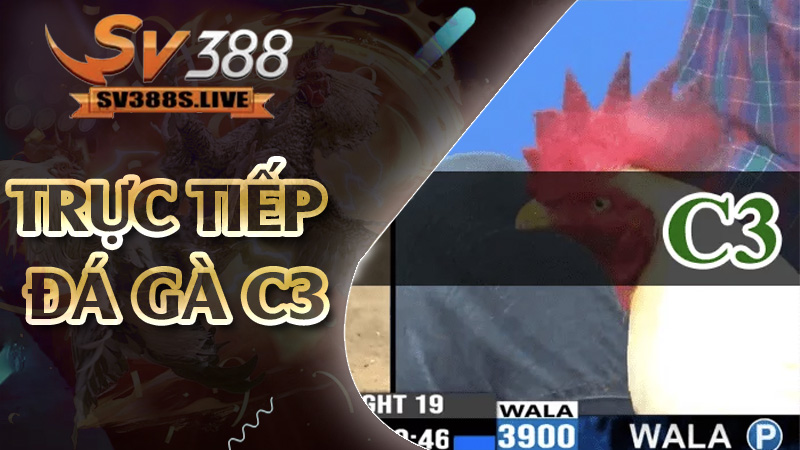 trực tiếp đá gà C3